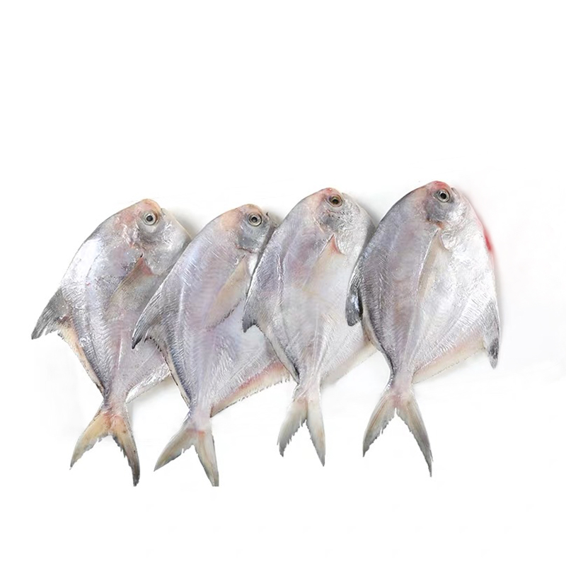 深海珍馐 鲜活小银鲳鱼的美味与奥秘