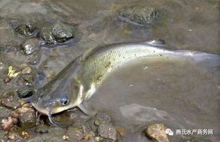 年关将至，2019年水产行情你看准了吗？——众多水产品行情大盘点与分析